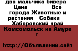 два мальчика бивера › Цена ­ 19 000 - Все города Животные и растения » Собаки   . Хабаровский край,Комсомольск-на-Амуре г.